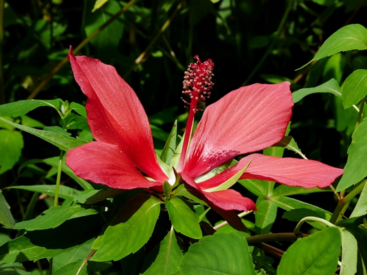 {Hibiscus coccineus}